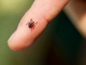 Хачгаар дамжих халдвараас сэргийлье